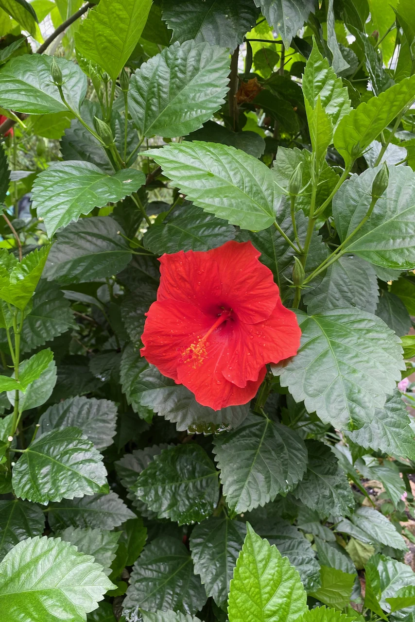 Bright red hibiscus bloom.