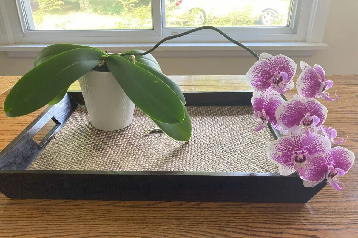Blooming orchid on a tray near a window.