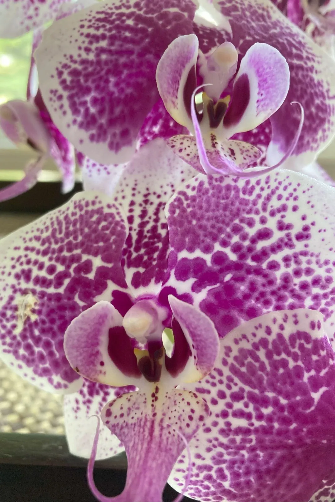 Close up of a white and fuchsia orchid bloom.