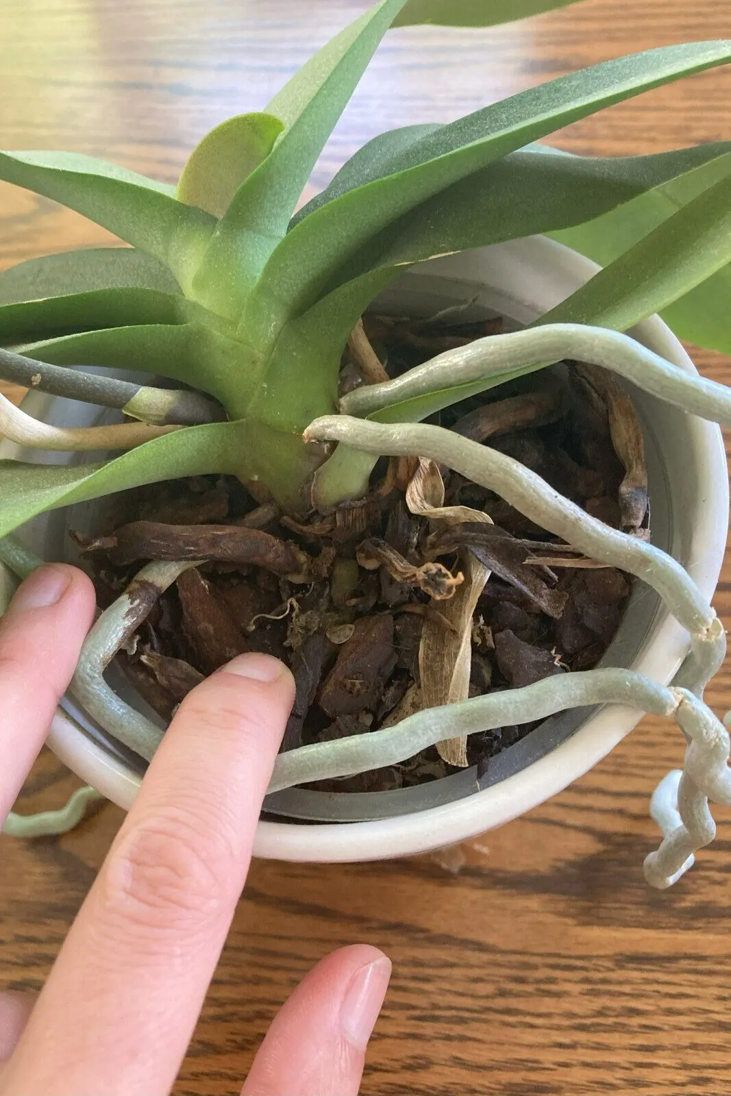 Woman's hand resting against aerial root.