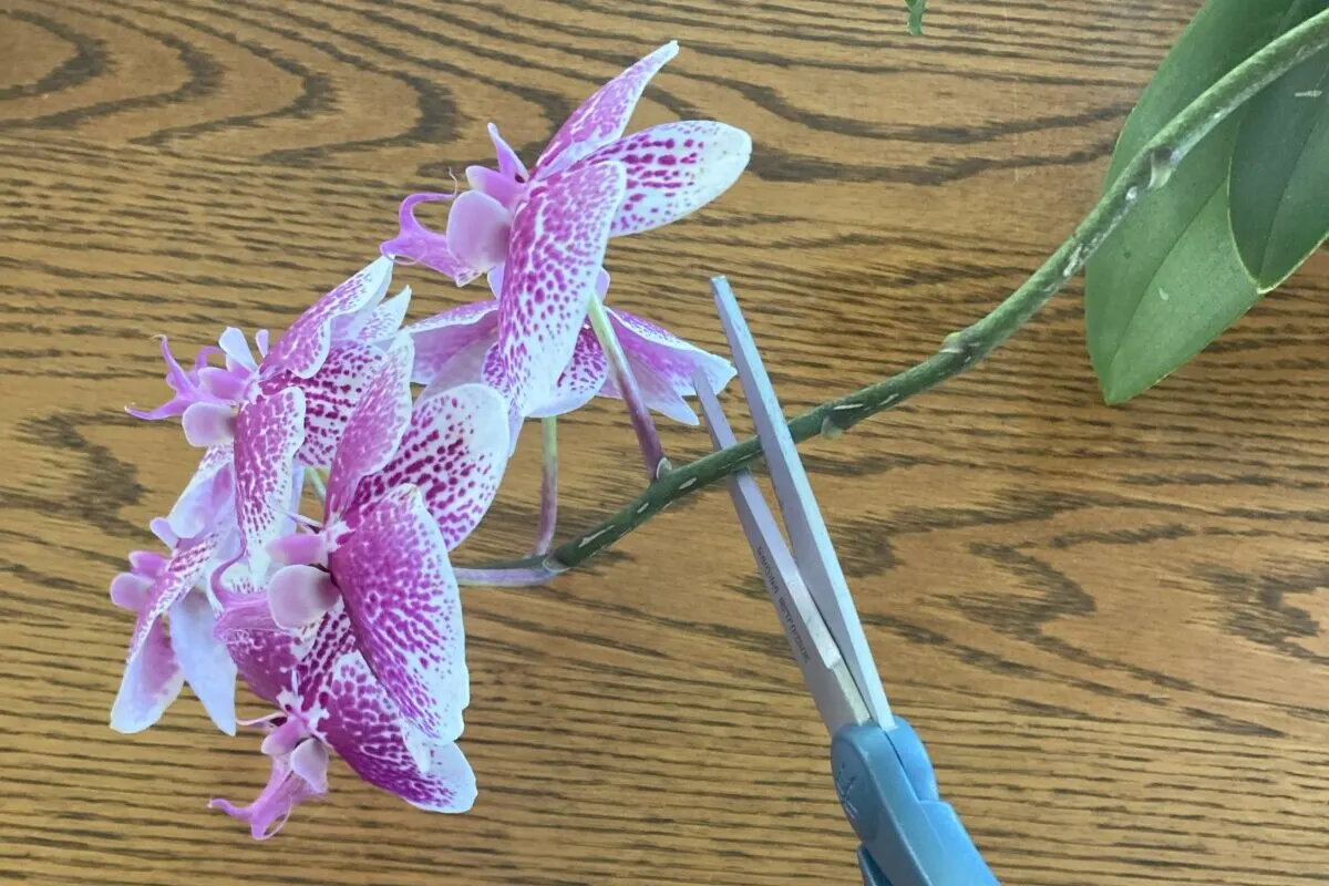 Woman's hand holding scissors ready to cut an orchid bloom.