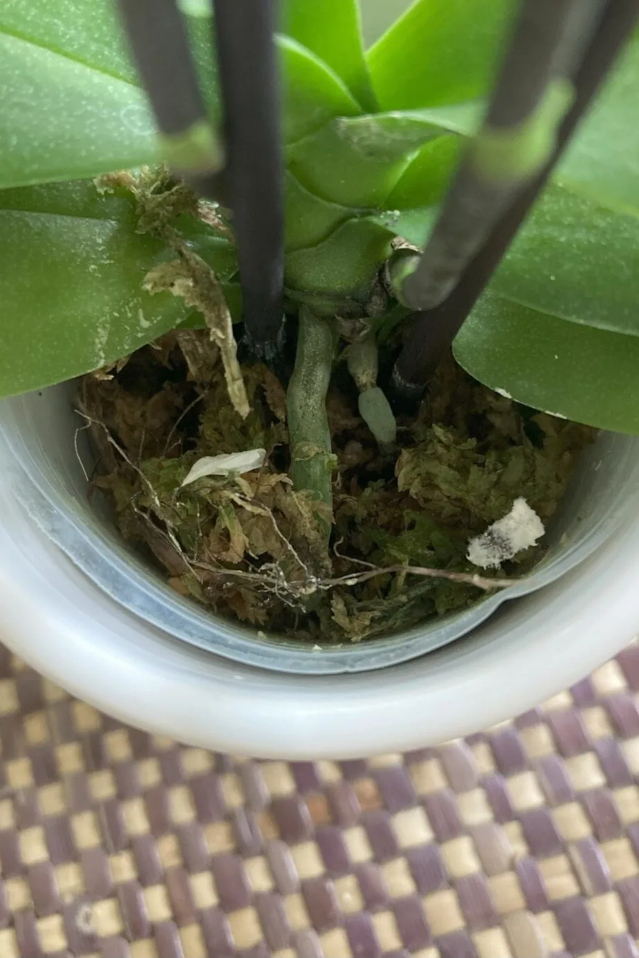 Close up of base of orchid.