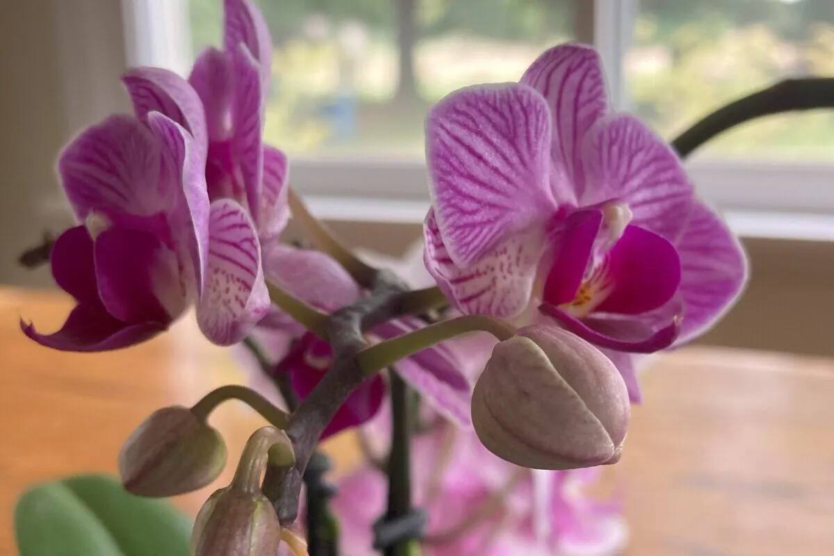 Close up of orchid buds.