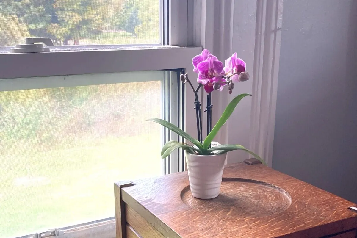 Orchid in a window