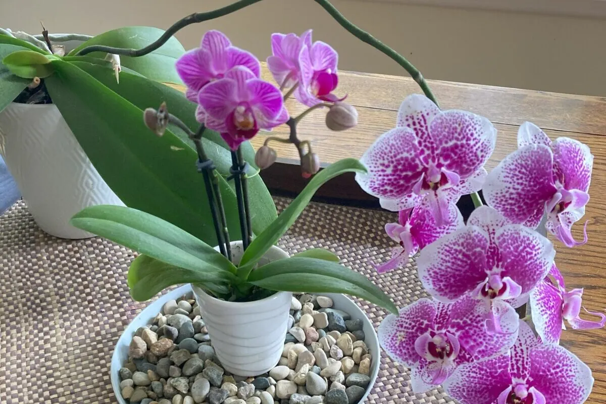 Two moth orchids in bloom.