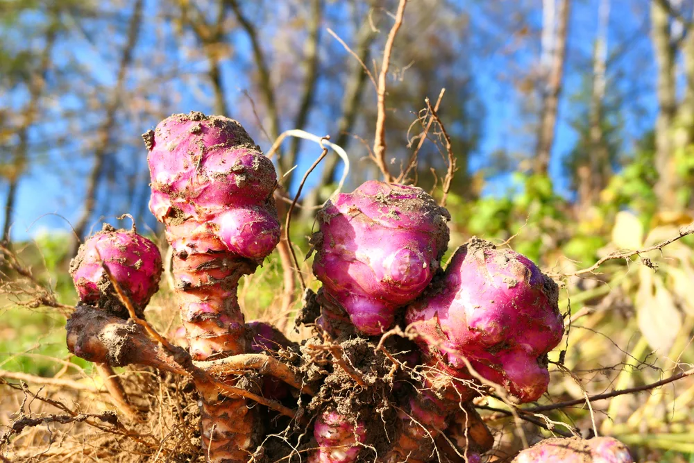 Jerusalem artichoke bulbs pulled from the ground