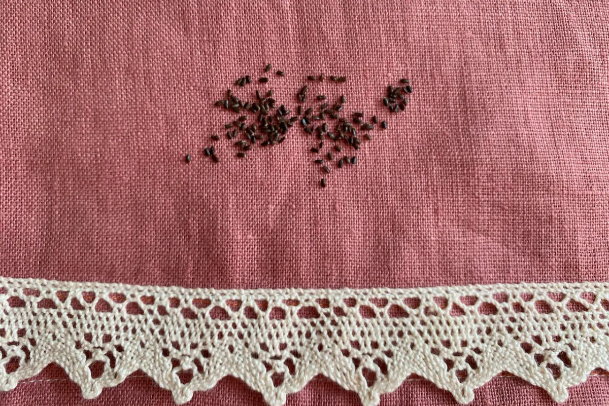 lavender seeds