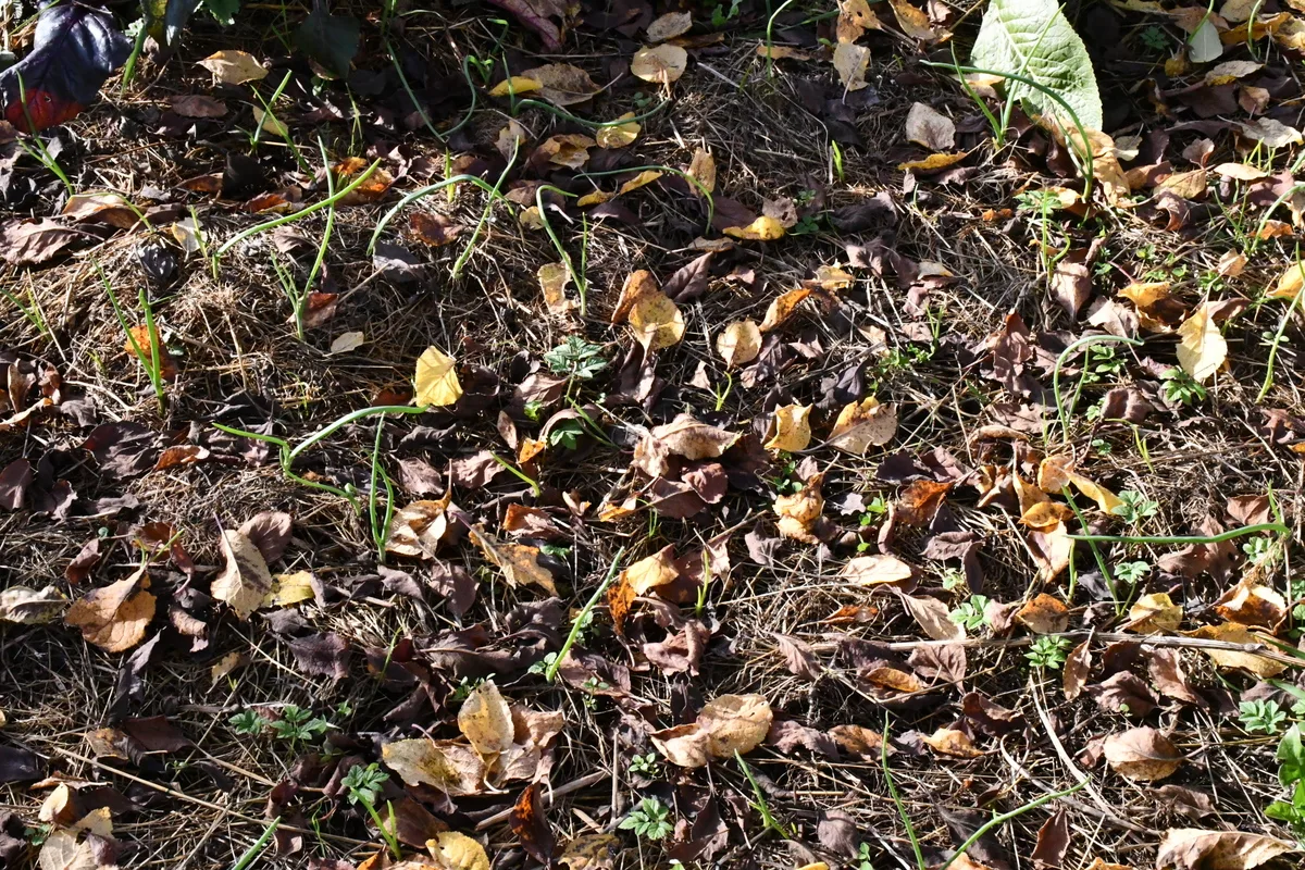 Dry leaves on the ground