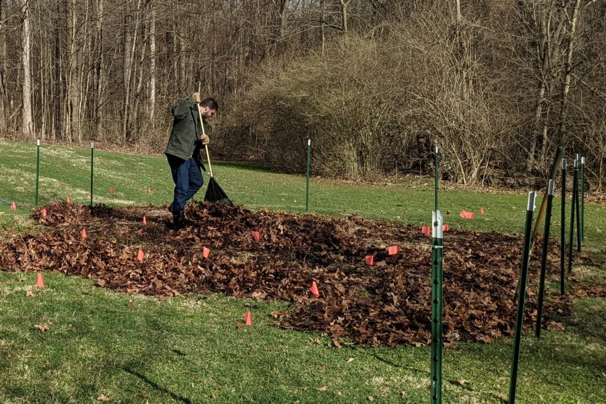 Man raking leaves into garden