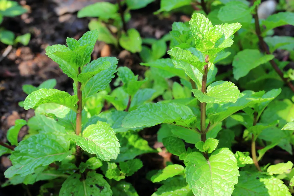 Lemon balm growing in the garden