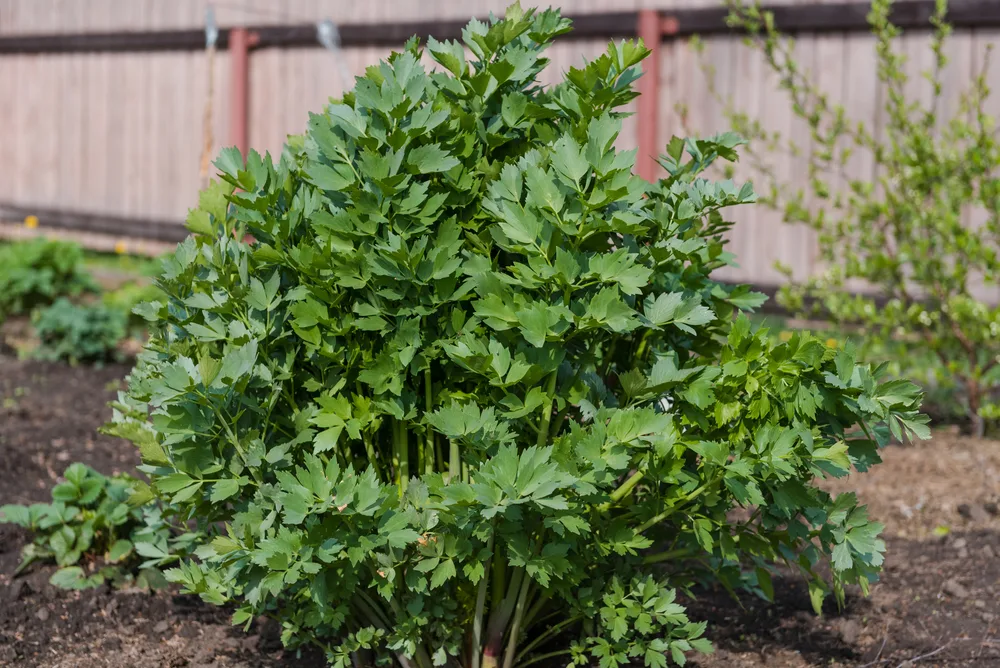 Lovage growing in the vegetable garden
