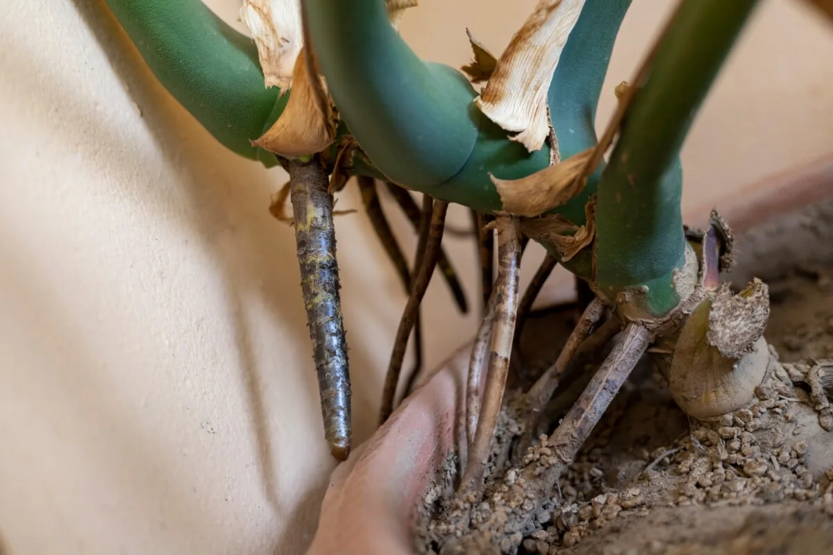 aerial roots monstera