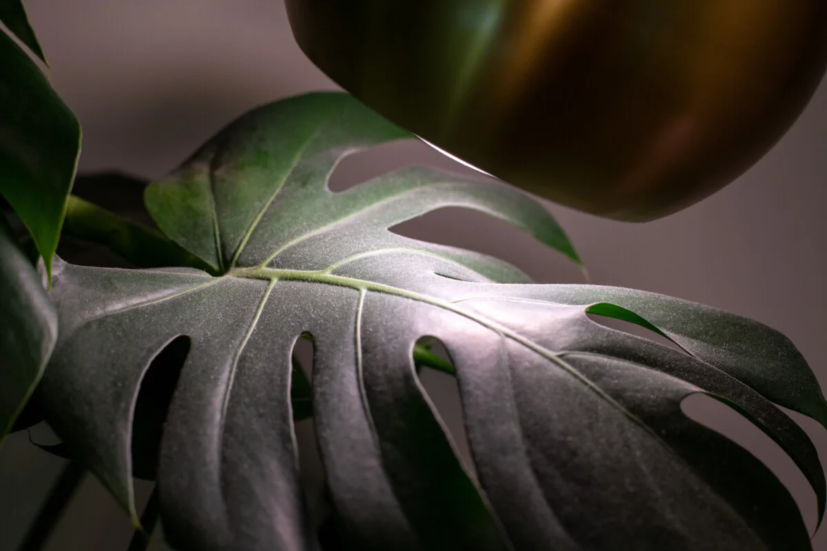 Dusty monstera leaf