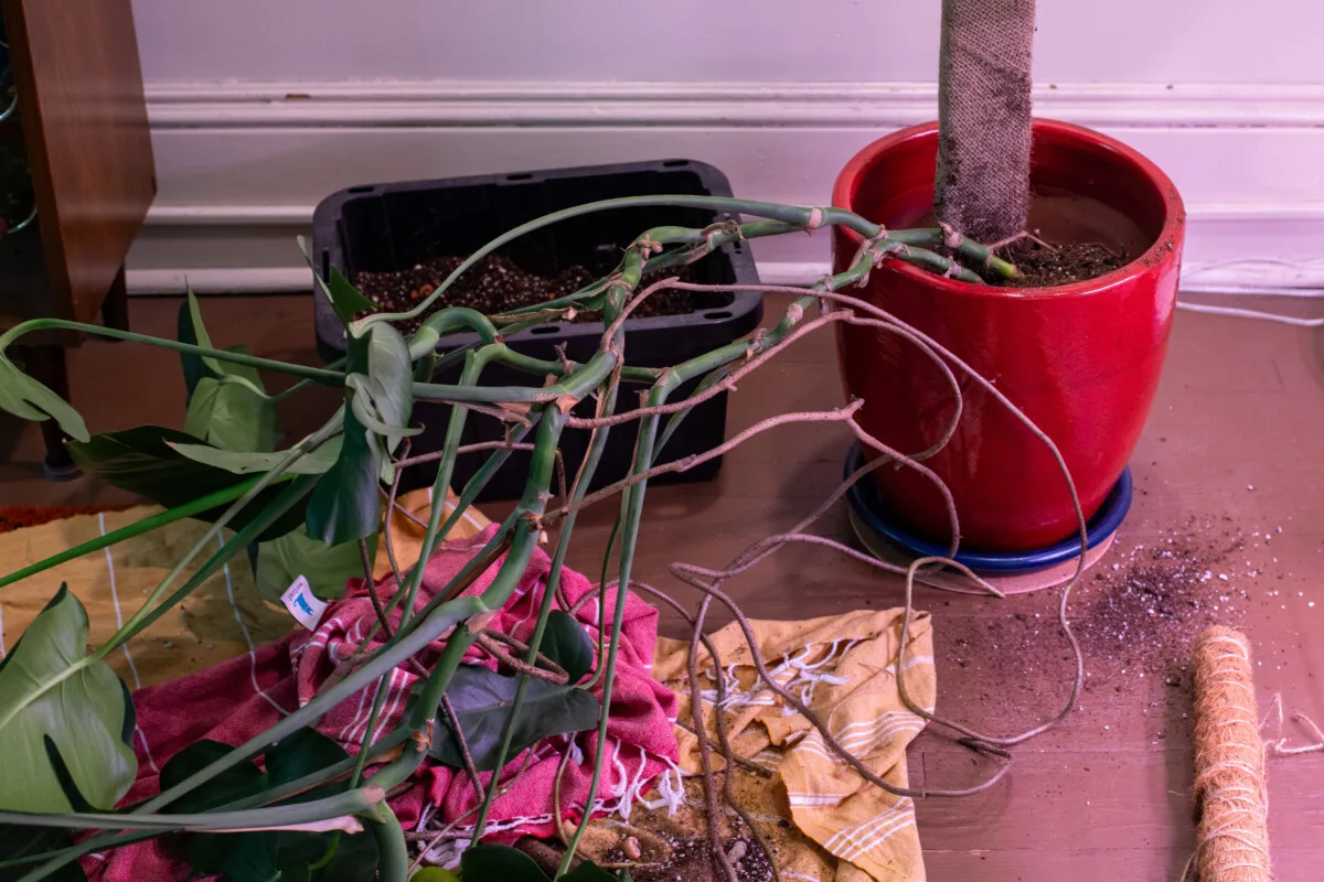 Monstera mid-repotting, lying out of the pot