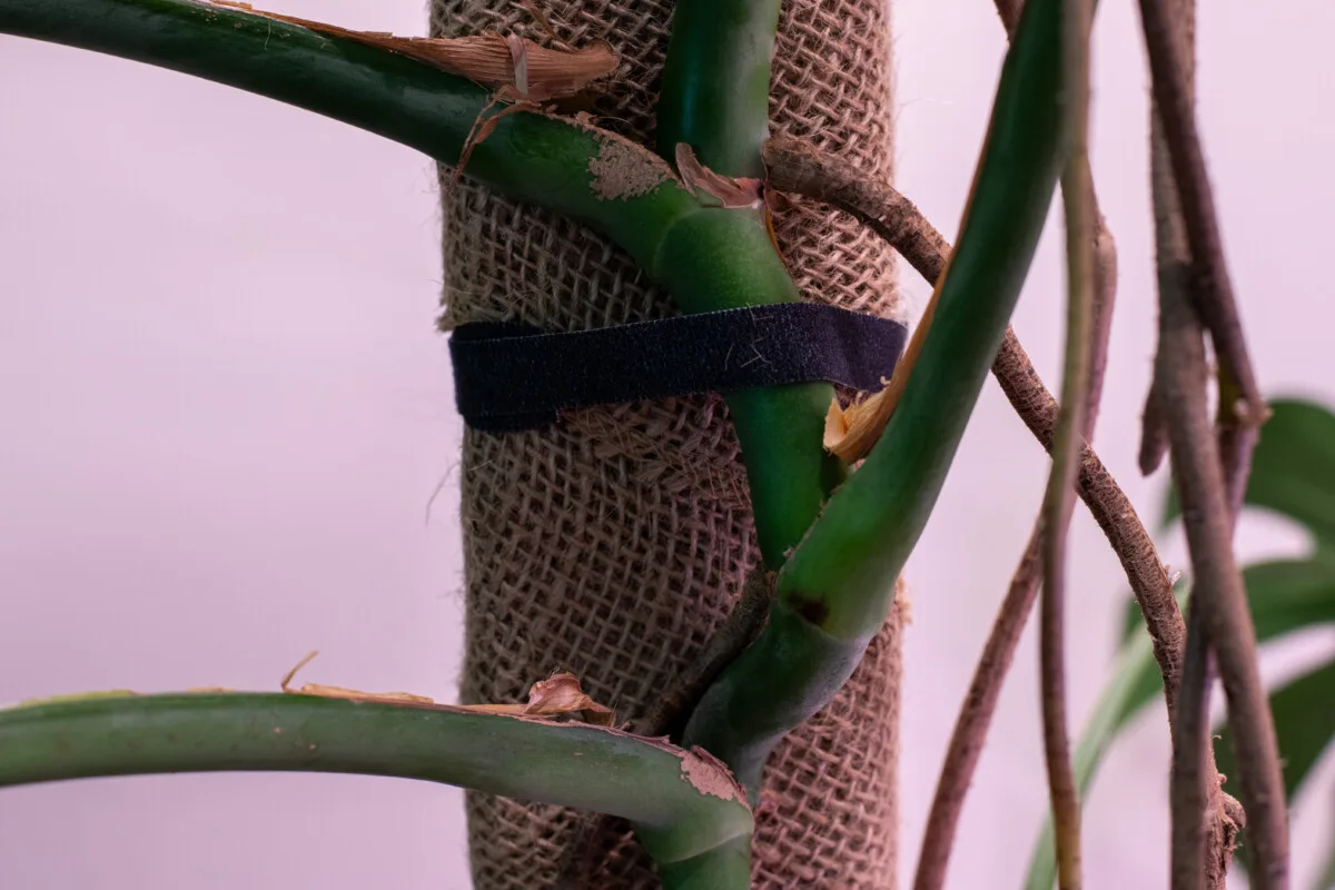 Close up of monster stem attached to support pole.