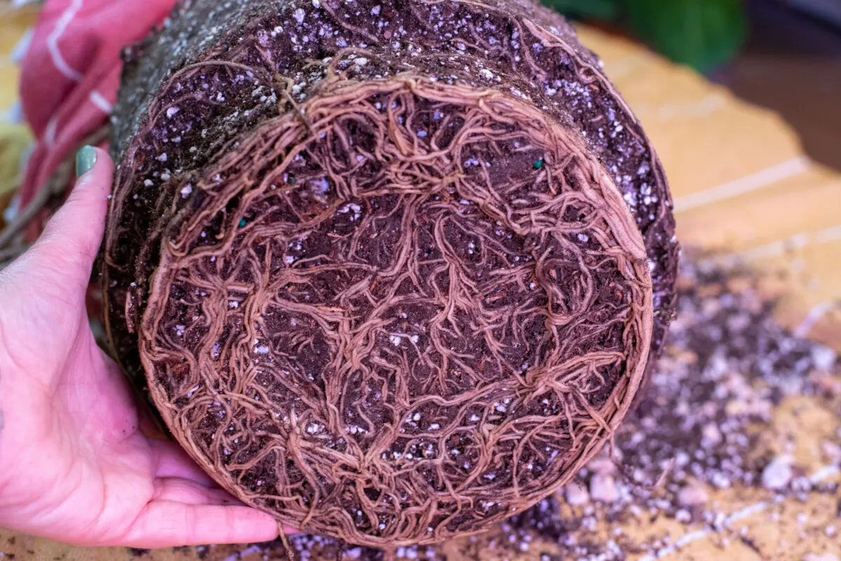 root bound monstera