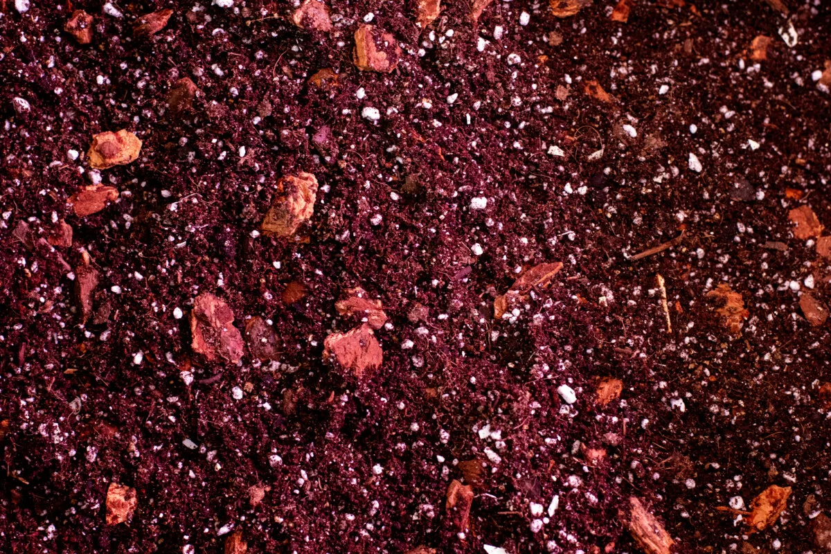 Aroid soil
