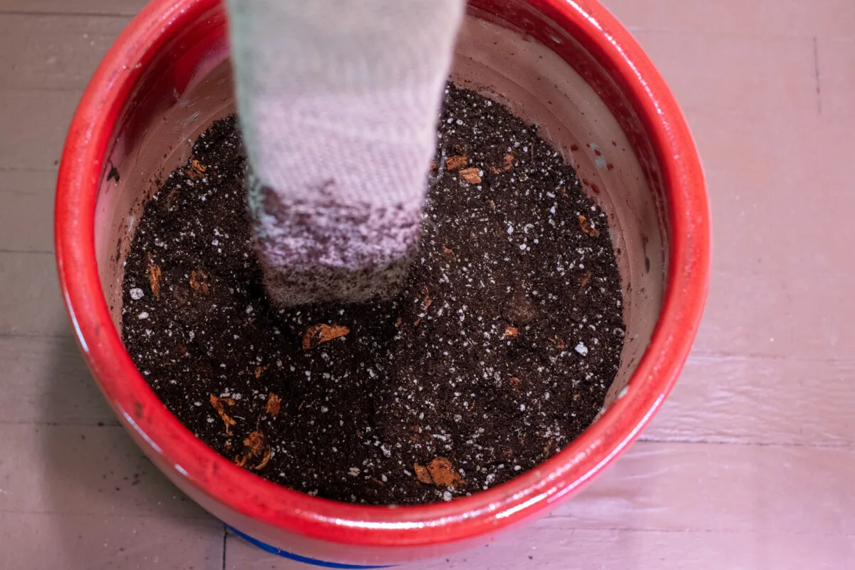 Planter with soil in the bottom and a stake