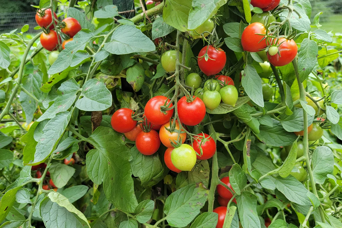 tomatoes