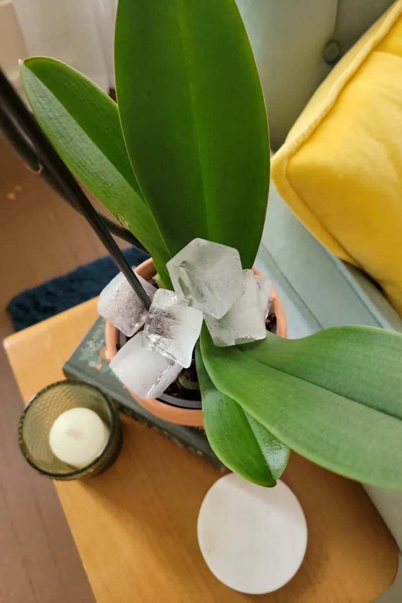 Orchid with ice cubes sitting on the leaves.