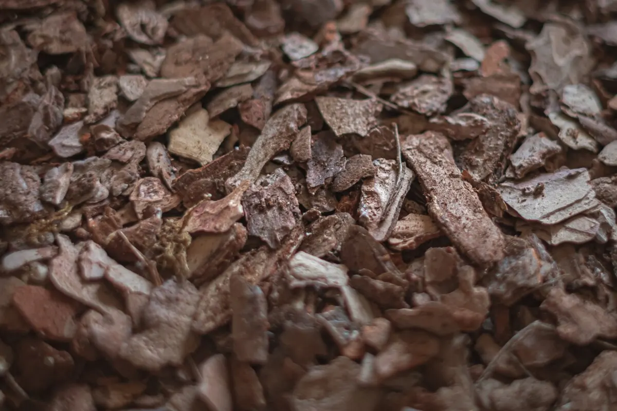 Fir bark for growing orchids