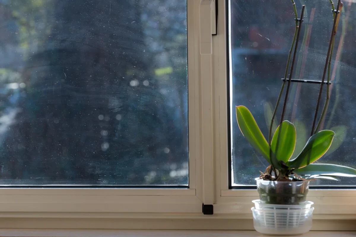 Orchid in a window with direct light.