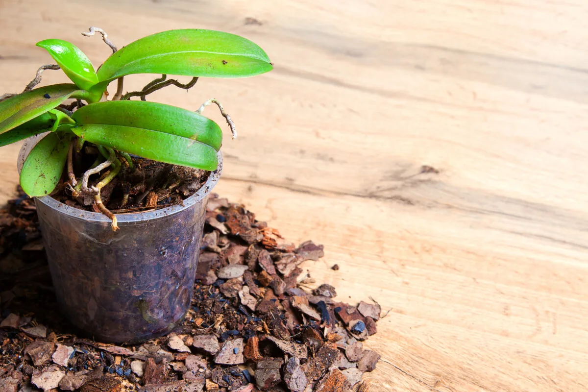 Potted orchid with healthy leaves, no bloom