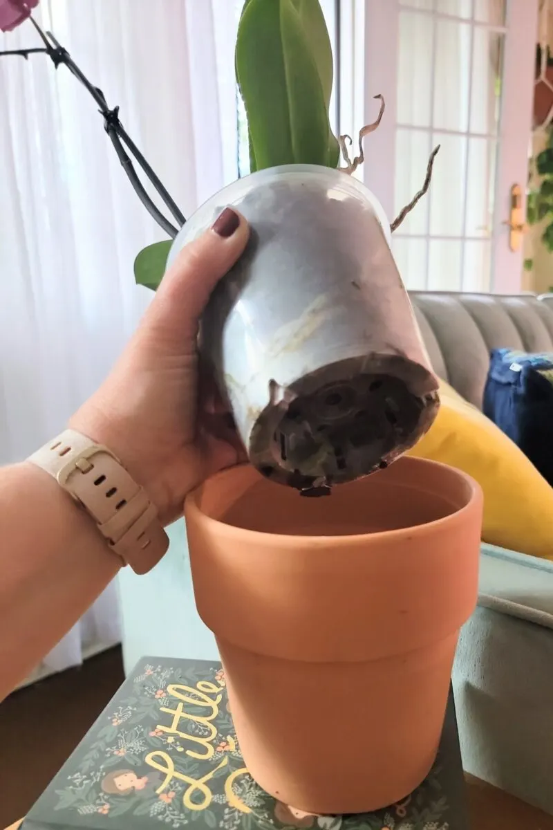 Woman's hand holding a potted orchid up above the terracotta pot it sits in