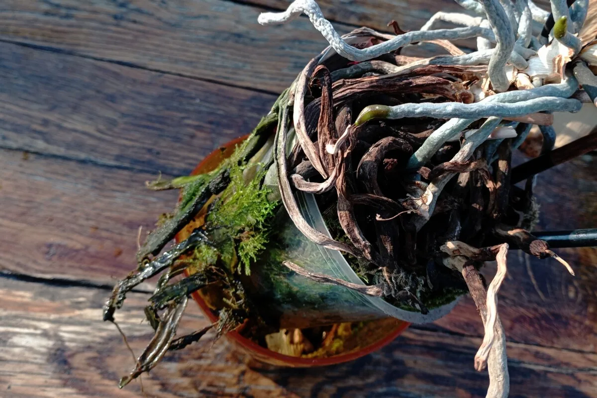 Orchid with mushy, rotten roots