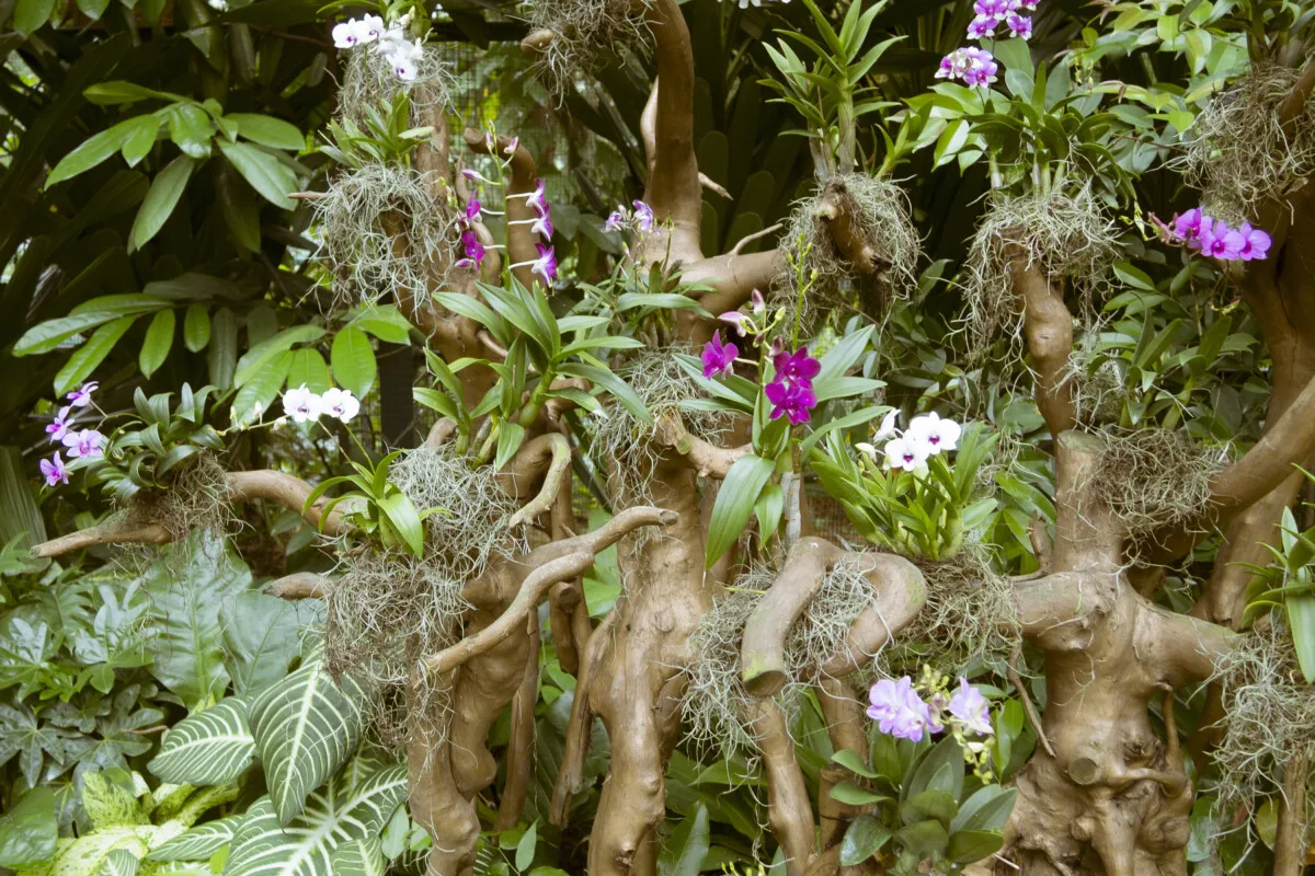 Tree with various orchids attached to it.