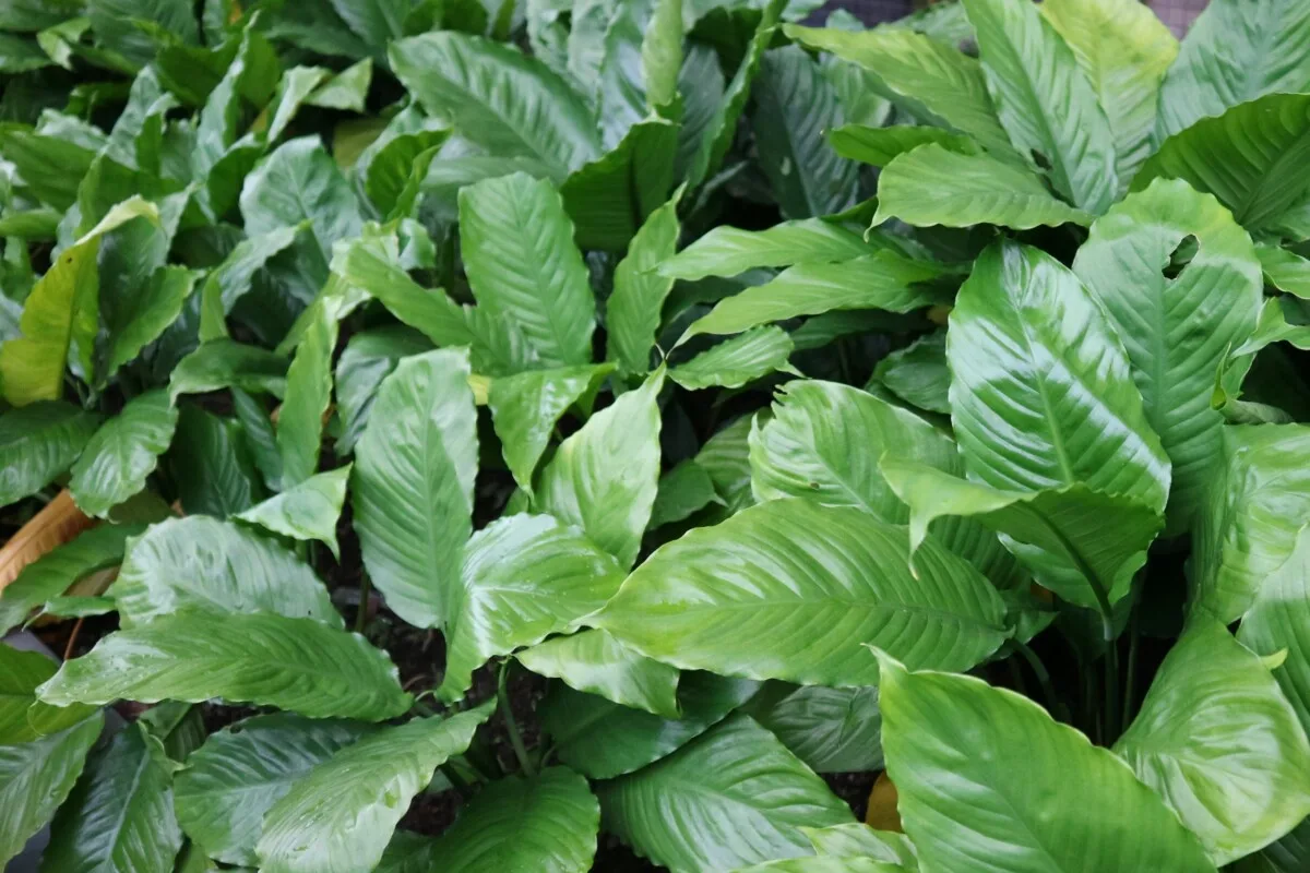 Shiny leaves of a peace lily without blooms.