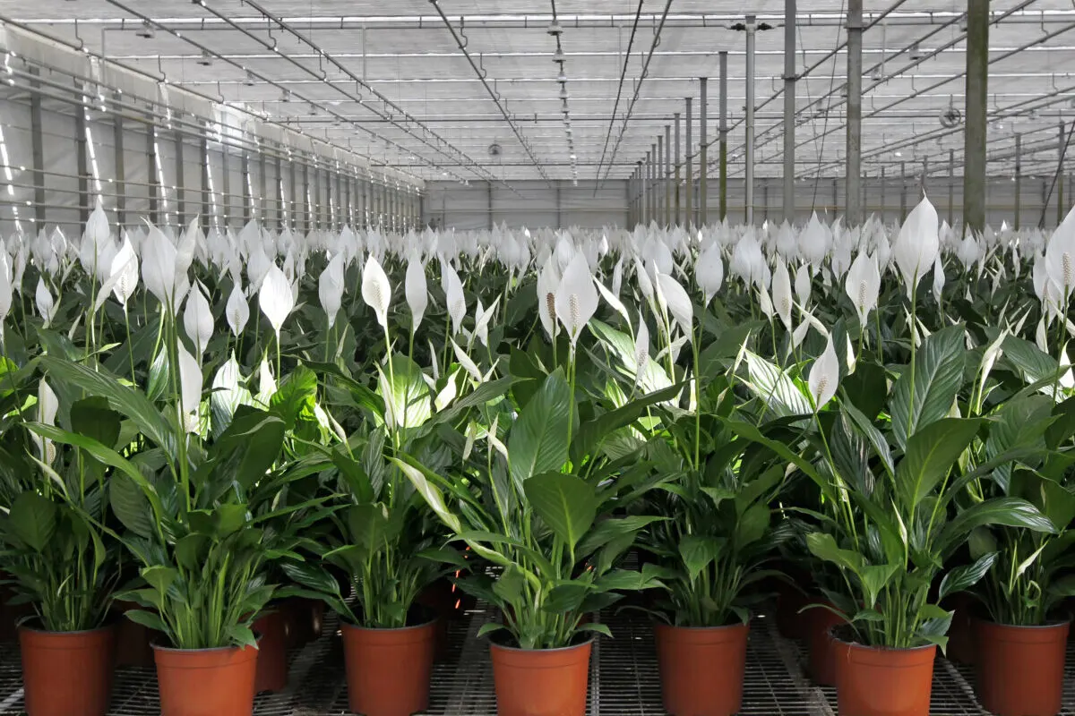 Peace lilies growing in a nursery