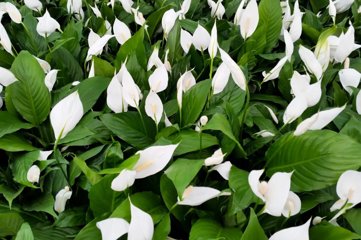 Peace lilies in bloom