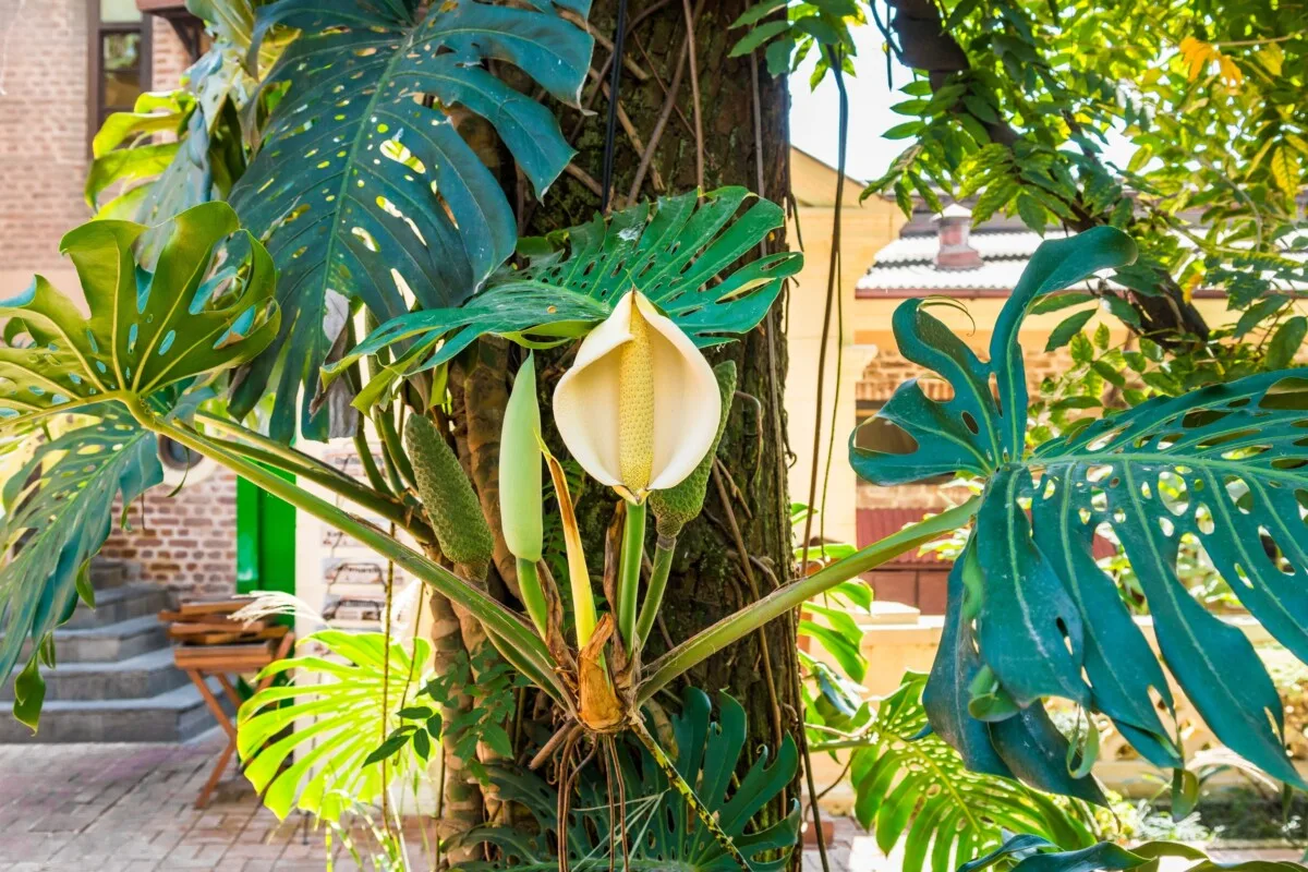 Monstera with bloom.