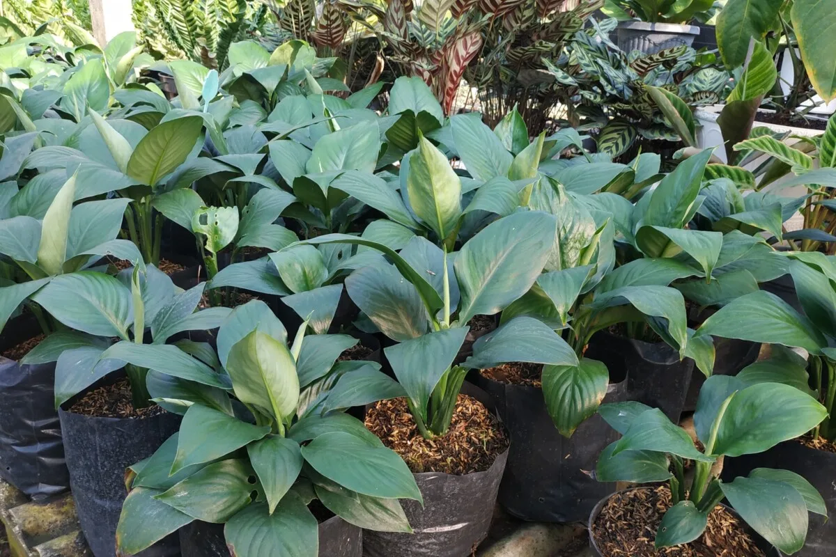 Immature peace lilies