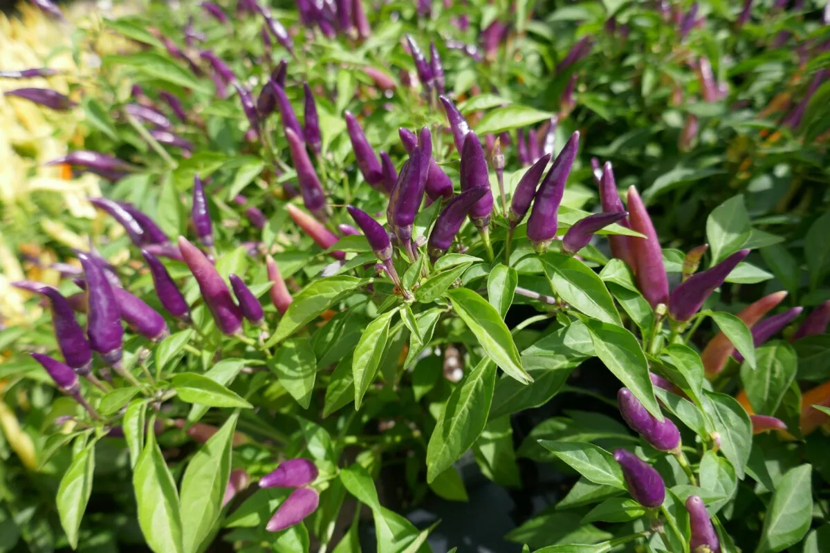 Hot peppers