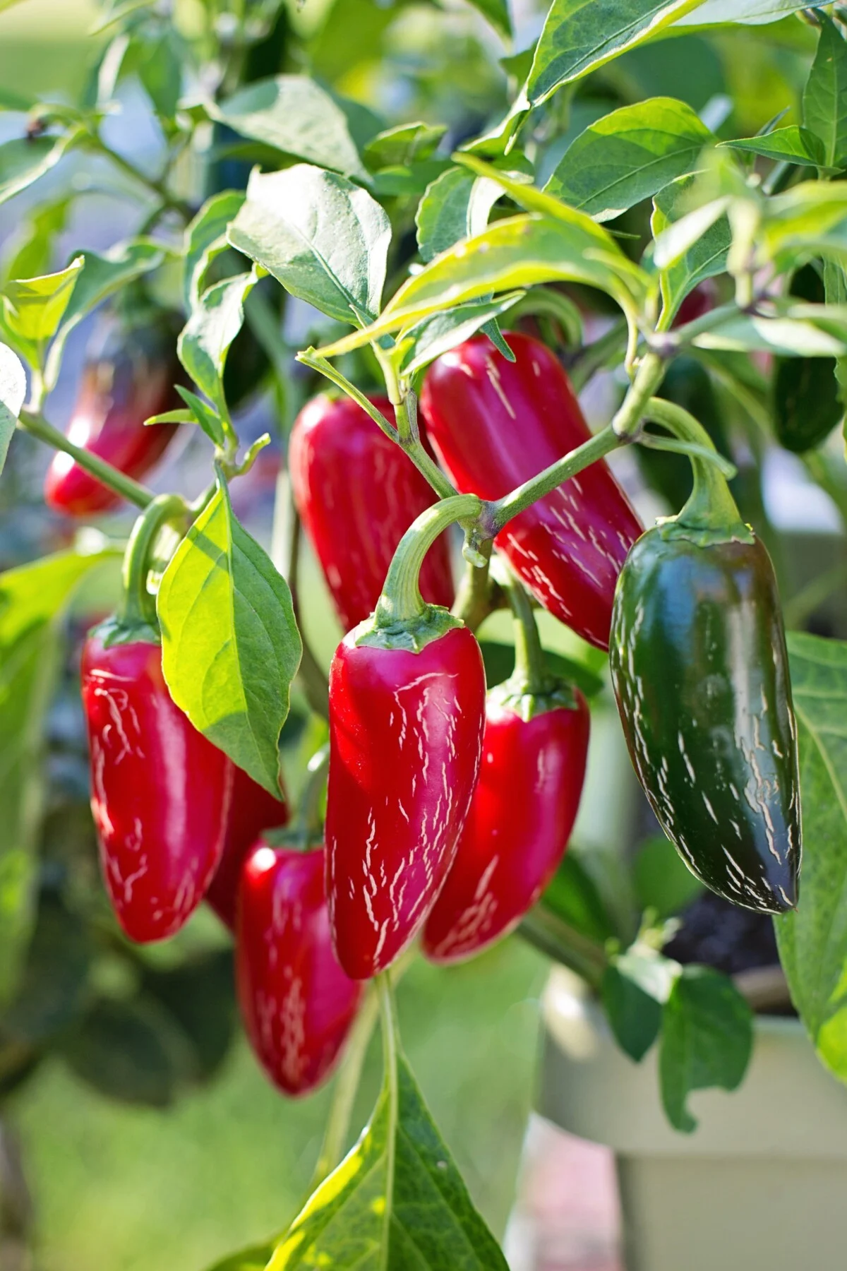 Jalapenos with corking