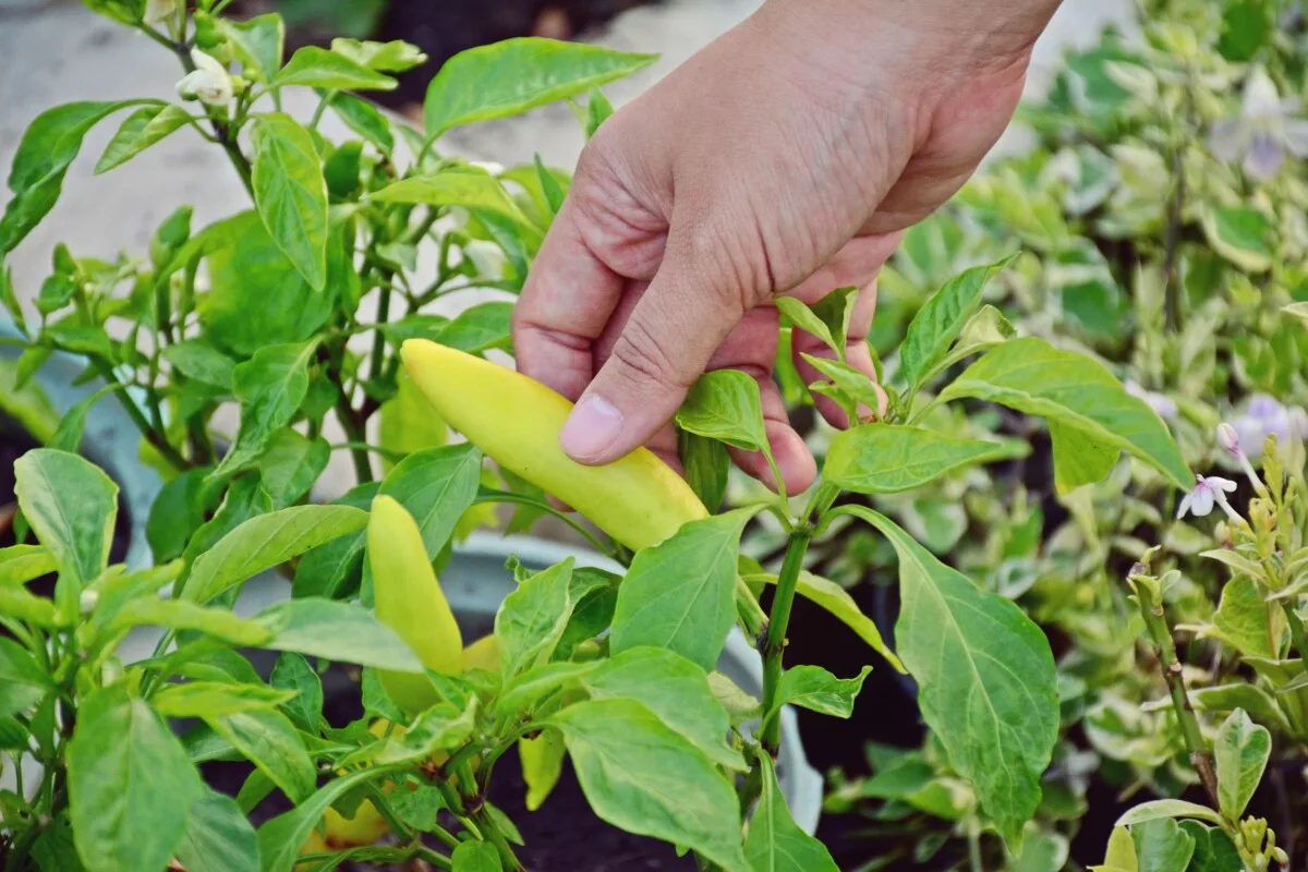 Hand picking a pepper
