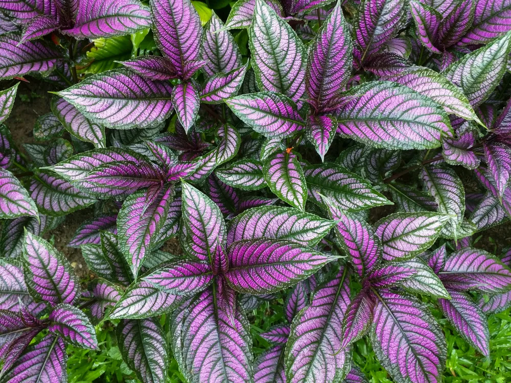 Colorful Persian shield