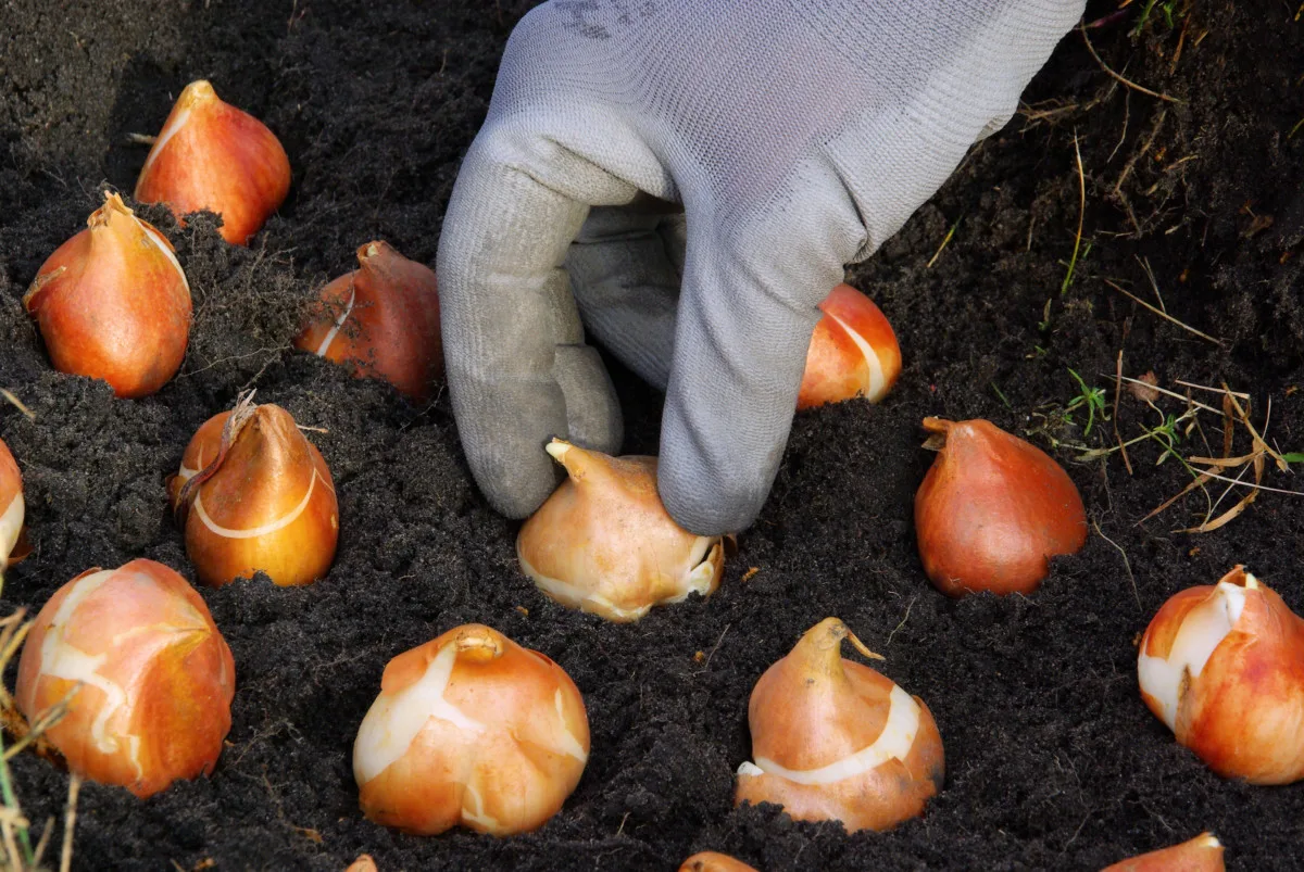 gloved hand planting tulips