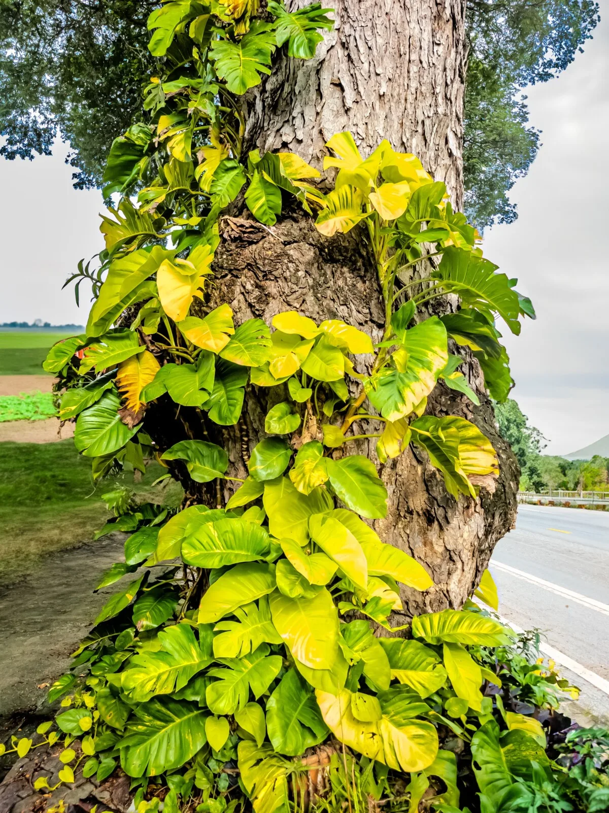 Wild pothos climbing up tree.