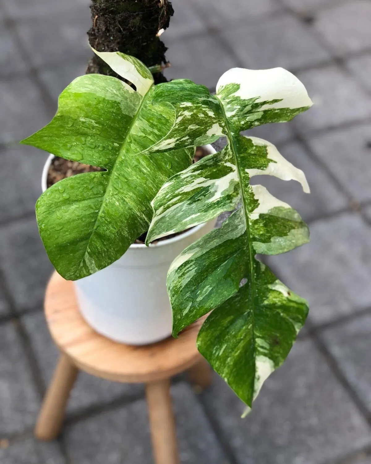 Pothos