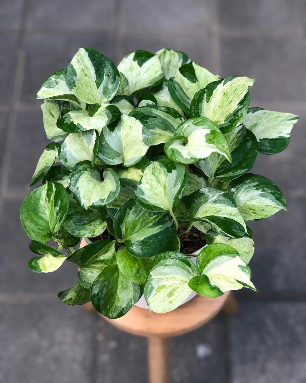 Pothos
