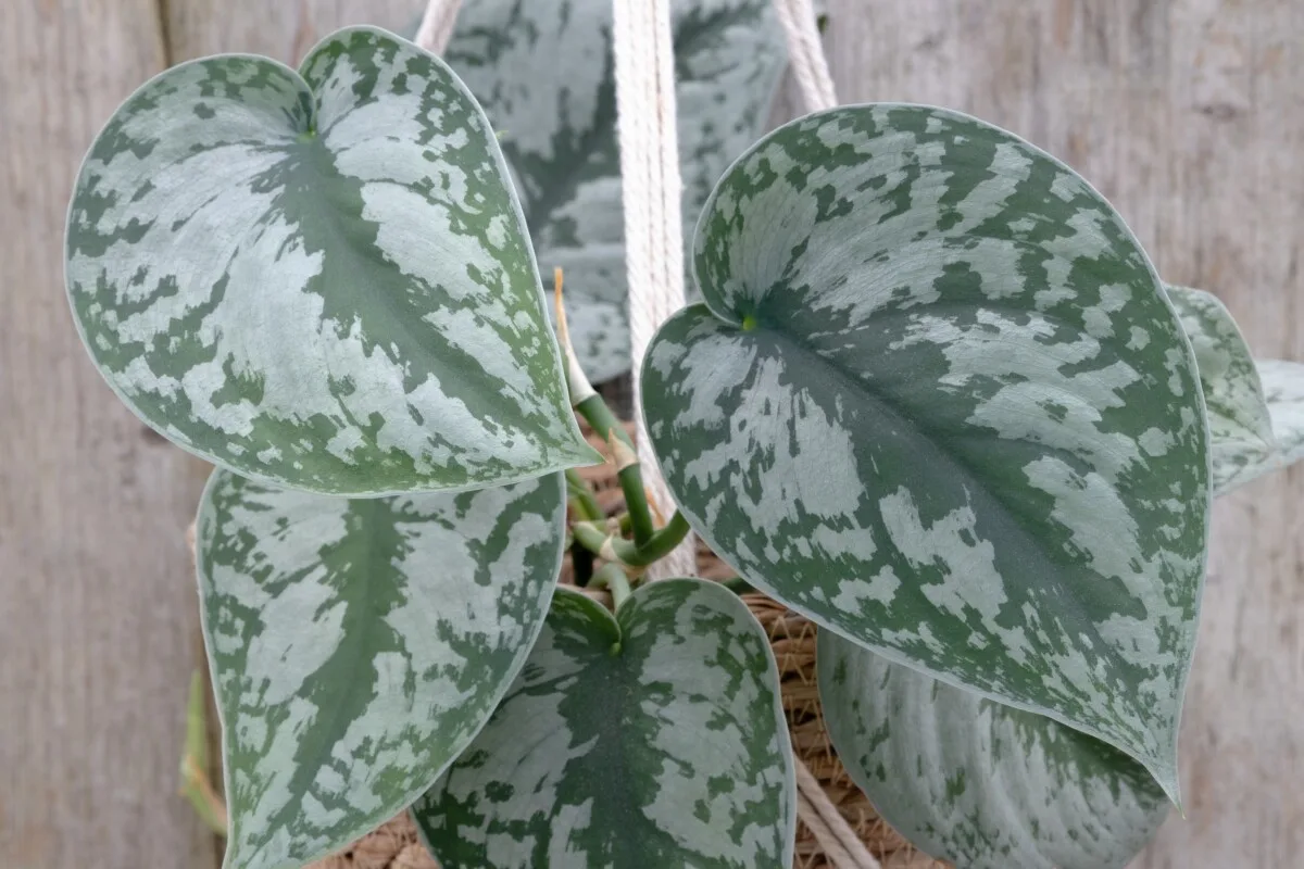 Pothos