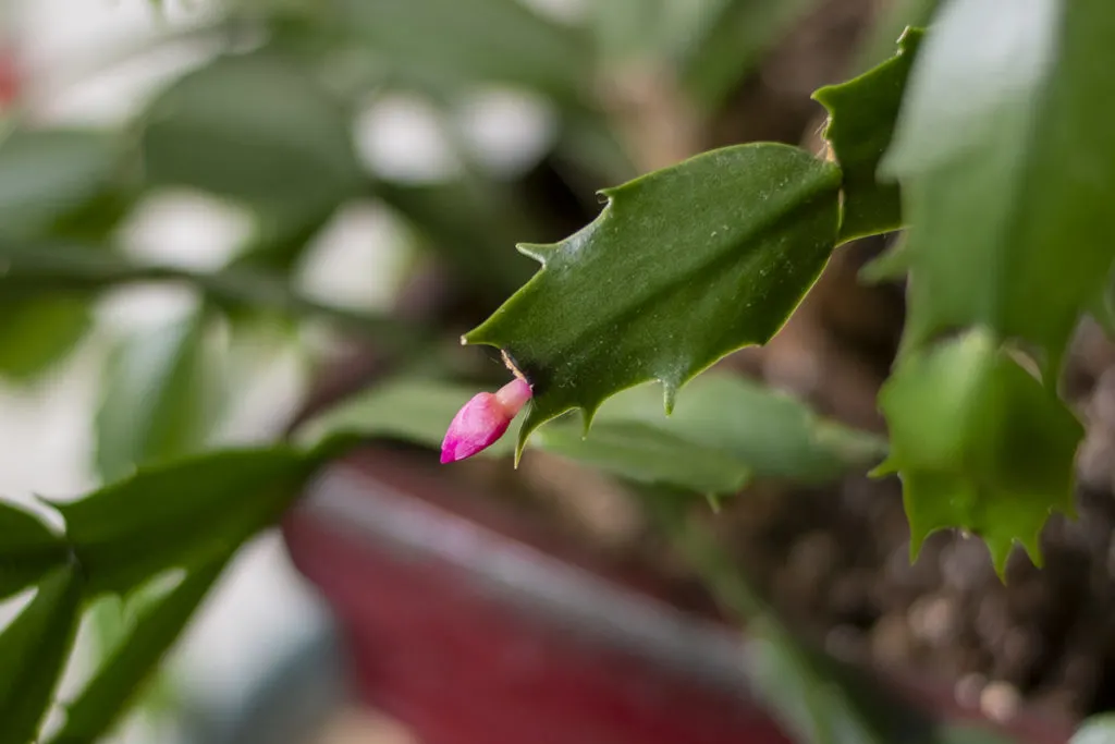 A single pink bud on a THanksgiving cactus