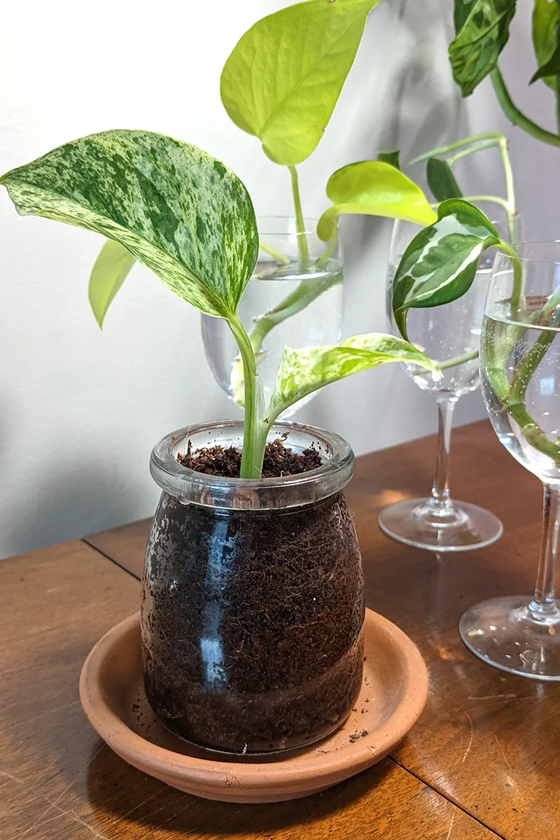 Pothos cutting in soil