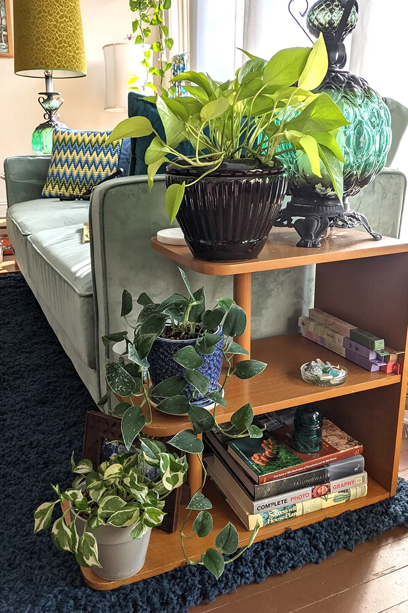 Three pots of pothos