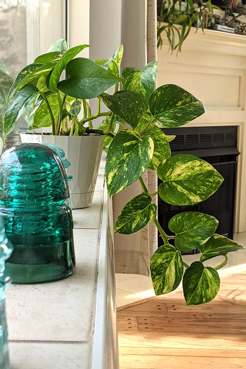 Pothos on windowsil