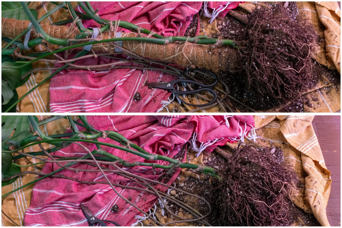 Two photos, one monstera with a stake, the other without a stake