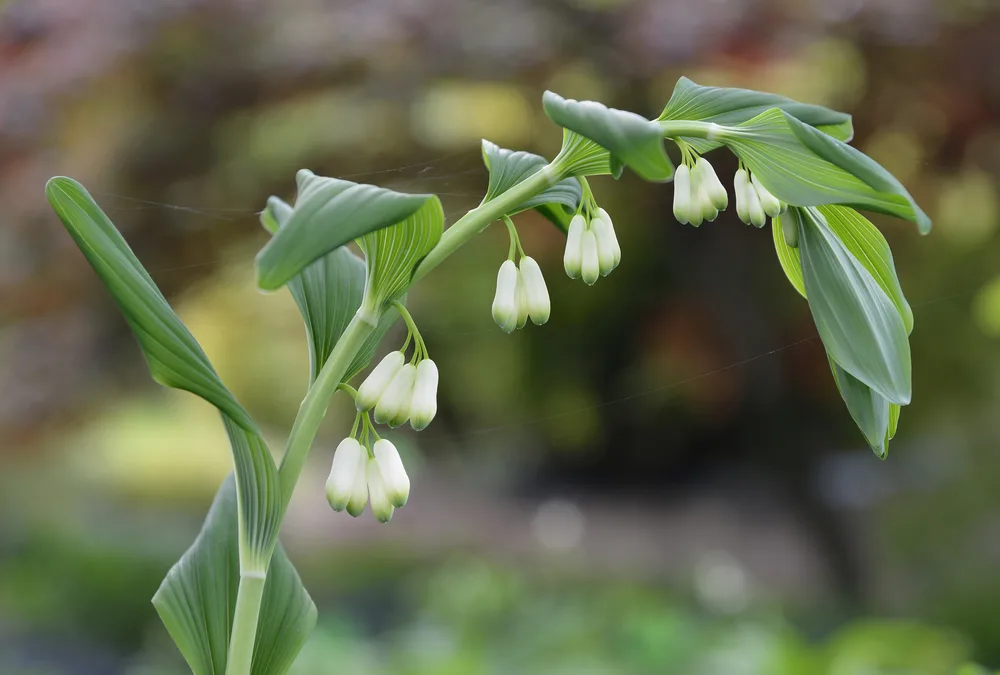 Solomon's seal in flower